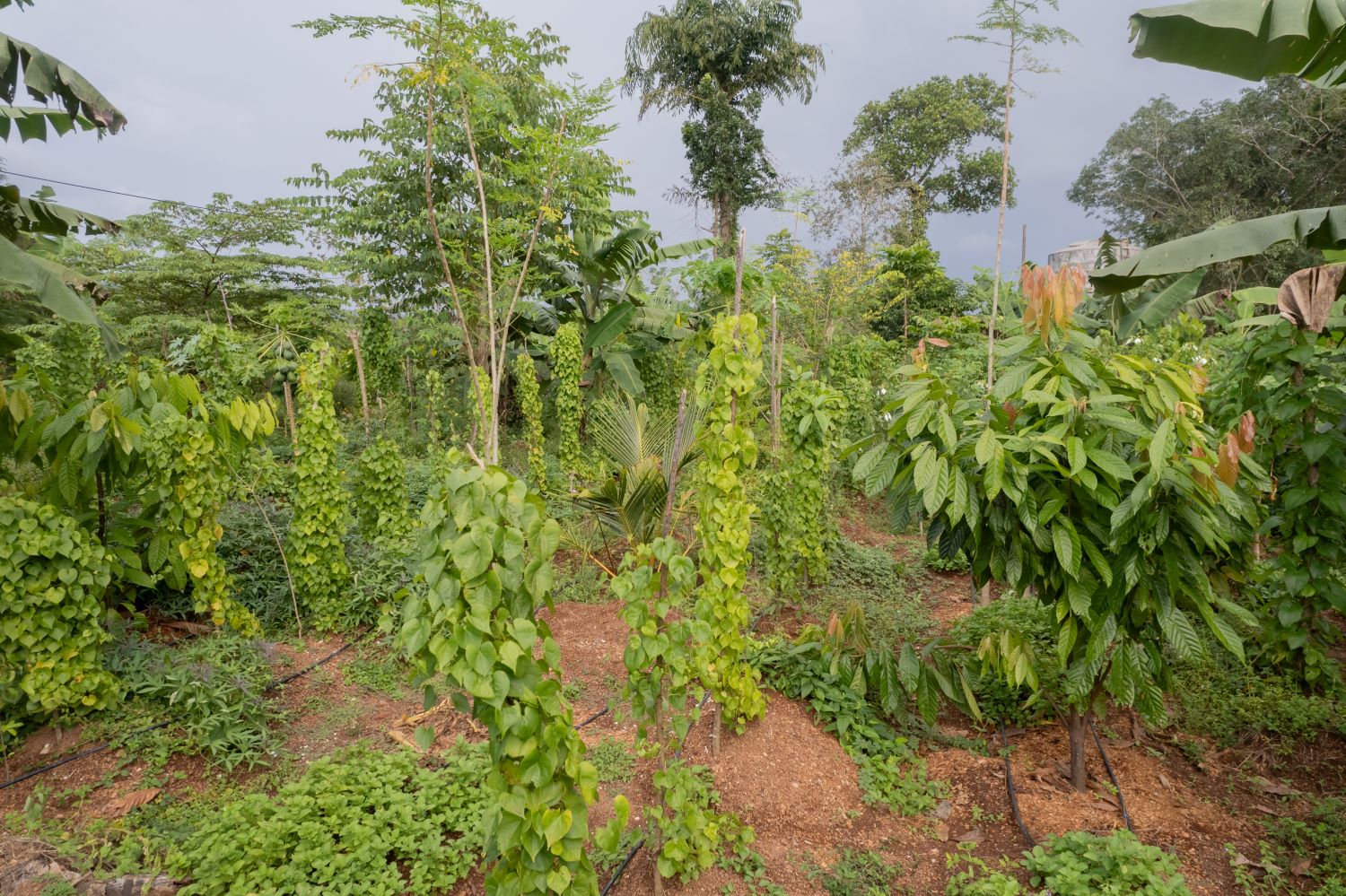 Food forest