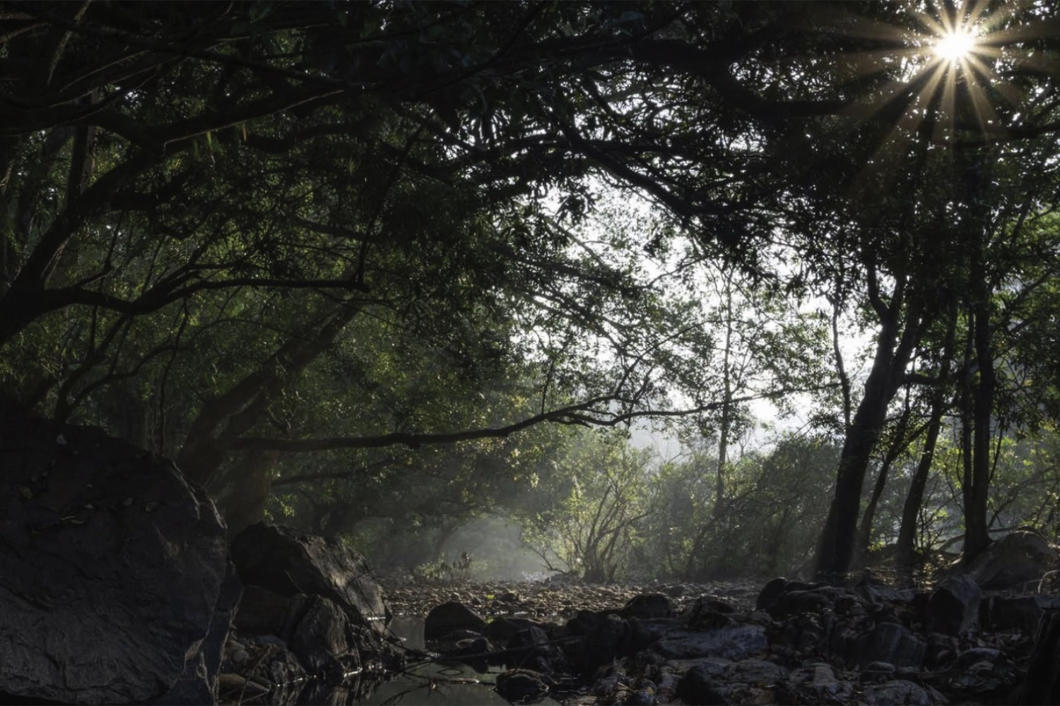 Forest